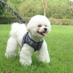 Small Dog Harness Leash Set Cute Traction Bracelet Medium Cat Collar Suit Soft Puppy Vest Harness Adjustable Pet Accessories - Image 2