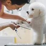 4pcs Pet Safe Scissors - Ambidextrous Stainless Steel Dog Grooming Shears with Safe, Round Head for Precision Trimming - Image 8