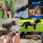 Large Dog Harness And Leash Set Pet German Shepherd Malinois Training Walking Vest Dog Harness And Collar For Medium Large Dogs - Image 5