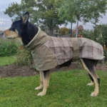 Warm Fleece Winter Big Dog Clothes Fashion Plaid Print Pet Jacket with Belt for Medium Large Dogs Greyhound Weimaraner Clothing - Image 6