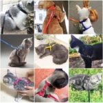 5 Color Adjustable Pet Cat Collar For Cats Cozy Nylon Rabbit Kitten Kedi Harness Leash Set Dog Cat Accessories Products For Pets - Image 5