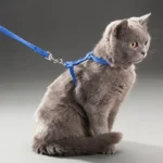 5 Color Adjustable Pet Cat Collar For Cats Cozy Nylon Rabbit Kitten Kedi Harness Leash Set Dog Cat Accessories Products For Pets - Image 2