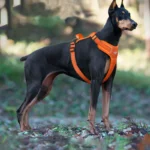 Doberman Pinscher Harness Reflective Medium and Large Dog Vest Waterproof Golden Retriever Harness Pet Accessories Supplies - Image 5