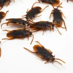 50/10/5PCS Fake Cockroach Centipede Scorpion Kids Trick Props Fake Roaches Plastic Bugs Toy Party Supplies Halloween Decoration - Image 4