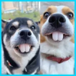 False Teeth For Dog Funny Dentures Pet Decorating Supplies Halloween Cosplay Humans And Vampires Toys Tricky Funny Dentures - Image 2