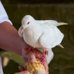 50pcs Durable Pigeon Leg Bands Numbered Racing Poultry Identification Foot Rings For Foreign Birds Chicken Bird Snap Ring - Image 4