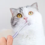 Dog Toothbrush Dog Teeth Cleaning Soft Hair Toothbrush for Dogs Oral Cleaning Comfortable Handle Dogs Teeth Brush Pet Products - Image 3