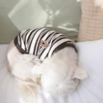 Pet Dog Vest Puppy Clothes Summer Cotton Bear Print T-Shirt Striped Dog Shirt Girls Dog Costume Chihuahua Korean Style Clothing - Image 5