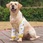 Dog Puppy Elbow Brace Protector Pet Soft Breathable Pain Relief Shoulder Support Elbow Sleeves Pads for Canine Elbow Wound - Image 2