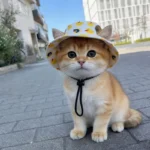 Adjustable Pet Sun Hat with Ear Holes - Breathable Dog Bucket Hat for Small Medium Dogs & Cats, UV Protection Summer Outdoor - Image 4