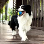 1pc Dog Toy Durable Crew Ball Pet Grinding Teeth Toy For Dog Interactive Supplies Chew Pet Supplies - Image 4