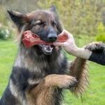 Silicone dog bite toy, natural rubber non-toxic, suitable for strong biting dogs, interactive cleaning of teeth bones, - Image 2