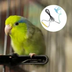 1Pcs Parrot Flying Rope Adjustable Bird Harness Leash Outdoor Flying Traction Rope for Cockatoo Macaw Safe - Image 2