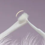 Dog Toothbrush Dog Teeth Cleaning Soft Hair Toothbrush for Dogs Oral Cleaning Comfortable Handle Dogs Teeth Brush Pet Products - Image 5