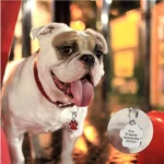 Engraving Dog Id Name Tag Personalized Pet Dog Cat Address Tags Stainless Steel Puppy Kitten Name Collar Pendant Dog Accessories - Image 2