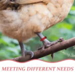 100Pcs Adjustable Blank Poultry Leg Rings Secure Fit Longlasting Reusable for Chicken Duck Goose Pigeon Identification Farm - Image 2