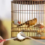 2Pcs Telescopic Handle Bird Cage Cleaning Brush and Shovel Set for Parrot Pet Cage Maintenance Deep Clean Comfortable - Image 4