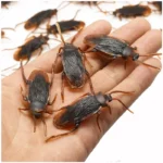 50/10/5PCS Fake Cockroach Centipede Scorpion Kids Trick Props Fake Roaches Plastic Bugs Toy Party Supplies Halloween Decoration - Image 3