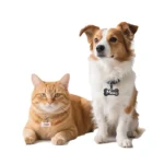 Custom Pet ID Tag Free Engraved Keychain for Dog Cat Name Tag Pendant Personalized Bone Paw Pet Accessories - Image 5