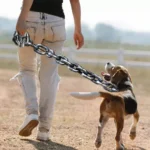 Funny Dog Leash Simulation Life-Like Iron Chain For Large Medium Small Pet Dog Accessories Dog Collar Dog leash Things For Dogs - Image 2