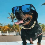 Dog Cuban Gold Chain Luxury Diamond Dog Collar Pet Metal Necklace Jewelry Accessories for Small Medium Large Dogs Cats Pet Gift - Image 6