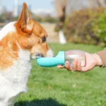 Pet Dog Water Bottle 300ML Puppy Drinking Bowls For Small Medium Dogs Cats Hiking Portable Cat Feeder Golden Retriever Supplies - Image 5