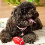 Rubber Pet Dog Toy Rugby Football Squeaky Sounding Ball Teeth Cleaning Chew Toy Interactive Play Pet Supplies Accessories - Image 3