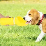 Pet Travel Water Bottle: Collapsible Dog Water Dispenser with Drinking Tray - Portable Leak-Proof Outdoor Hydration Solution - Image 6