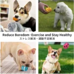 SCGK bouncy egg Dog Toys Funny Ball Squeaky Latex Bouncy Egg with Squeaker for Puppy Small Pet Dogs Soft Rubber Sound - Image 4