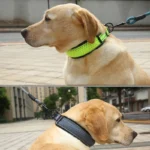 3M Reflective Dog Collar Night Safety Honeycomb Net Breathable Comfortable Explosion-Proof Nylon Dogs Collar For Large Small Pet - Image 2