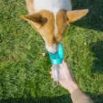 Pet Dog Water Bottle 300ML Puppy Drinking Bowls For Small Medium Dogs Cats Hiking Portable Cat Feeder Golden Retriever Supplies - Image 6