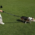 Tactical Dog Leash Heavy Duty for Medium Large Dogs Strong Bungee No Pull Dog Leash with Padded Double Handle and Car Seatbelt - Image 6