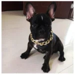 Gold Plastic Plated Collars for Dogs Electroplated Dog Chain for Pitbull Fashion Jewelry Dog Accessories for French Bulldog - Image 5