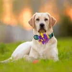 50/100pcs Big Flower-Collar Dog Flower Collar Remove Dog Bowtie Collar Accessories Pets Bow Ties Collar For Small-Large Dogs - Image 2