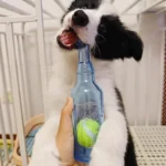 Dog Chew Toy Bite-resistance Beer Bottle with Tennis Ball Toy Pet Puppy Teeth Grinding Dog Chewing Squeaky Interactive Toys - Image 4
