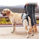 Adjustable Dog Lift Harness for Large Dogs Soft Padded Pet Rear Leg Support for Old Disabled Joint Injuries Dog Back Leg Hold - Image 6