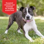 Beefy Classic Dry Dog Food 38 lb Bag for Adult Dogs - Image 3