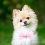 50pcs Small Dog Bowties Neckties Cute Lace Pet Bows For Dogs Pets Bow Tie Collar Dog Grooming Accessories For Small Dogs - Image 3