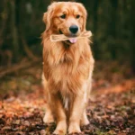 Natural Coffee Wood Dog Chew Toys,35/75g Wooden Chewable Sticks for Dogs Puppy,Durable Chew-resistant Pet Toys for Stress Relief - Image 5