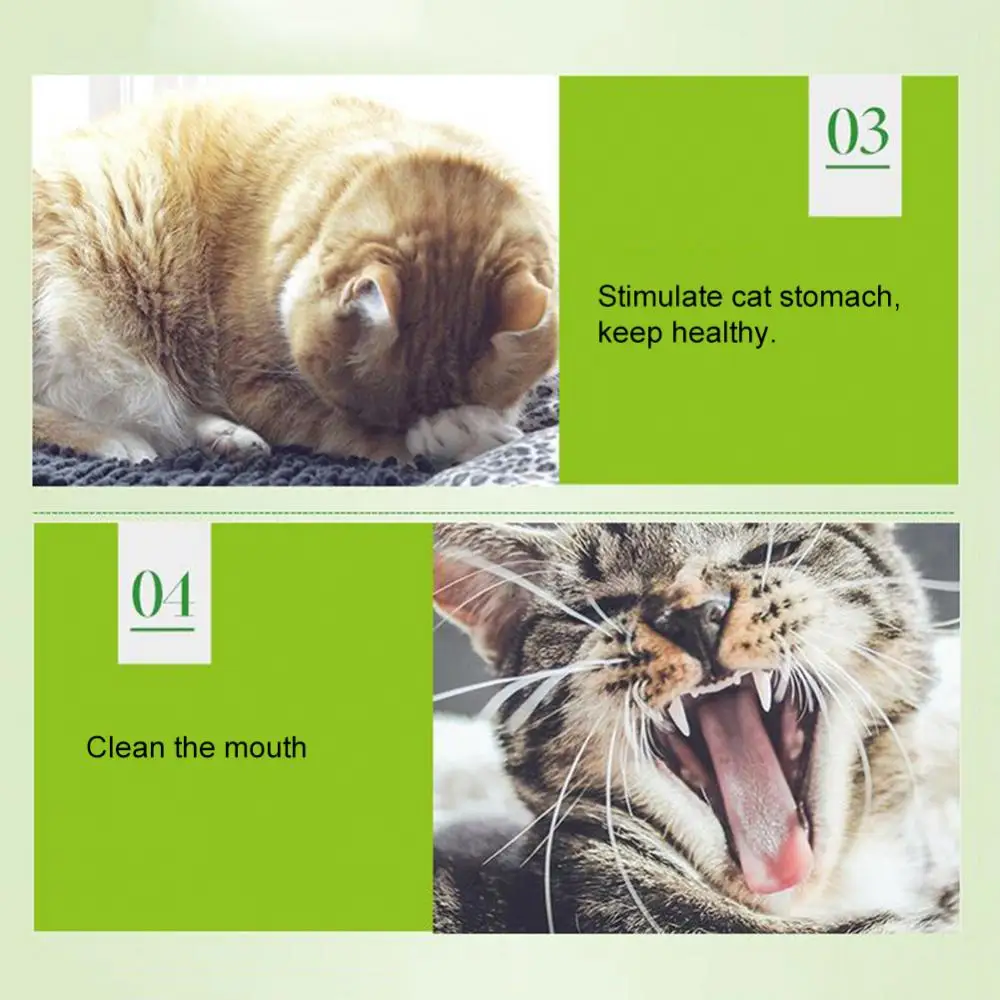 kf-S5675dea46c6941fd8476918d8db55566p Catnip 5g/Pack Cat Mint Powder Natural Pet Kitten Mouth Cleaning Flavor Treats - Image 1