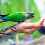 Bird Arm Protector Cotton Fabric Adjustable Anti-Scratch Parrot Protective Arm Cover for Training Play Prevent Bite Scratch Poop - Image 2