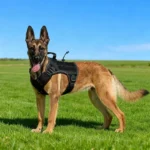 Outdoor Vest for Dogs Splash Protection Pet Adjustable Chest Harness with Handle for Medium and Large Dog Shepherds Labrador - Image 2