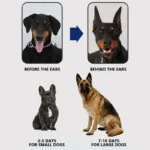 Dog Ear Stand Stickers Fixed Doberman Ear Posting Kit Puppy Ear Standing Straightener Vertical Dog Ear Support Correction Tools - Image 2