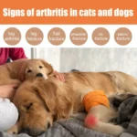 Pet Joint Care Drops Bone Deformities Healing Relieves Discomfort Joint Repair Supplement Anti Itching Dog Joint Caring Solution - Image 5