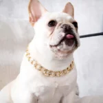Gold Plastic Plated Collars for Dogs Electroplated Dog Chain for Pitbull Fashion Jewelry Dog Accessories for French Bulldog - Image 2