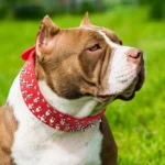 Spiked large dog collar For Medium Large Breeds L-3XL Pitbull Mastiff Boxer PU leather 4 colors big dog collar for large dog - Image 5