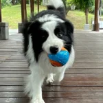 Dog Squeaky Balls Toy Dog Soft TPR Chew Toy Dog Pet Teeth Cleaning Bite Resistance Puppy Training Sound Toy Pet Supplies - Image 5