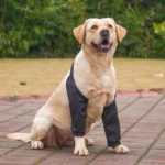 Dog Puppy Elbow Brace Protector Pet Soft Breathable Pain Relief Shoulder Support Elbow Sleeves Pads for Canine Elbow Wound - Image 7