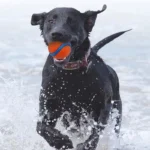 Dog Toy Ball Dog Fetch Ball Toy Tough Pet Ball Puppy Chew Toy Solid Elastic Jumping Ball Pet Accessories For Large Medium Small - Image 5