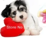 20 pcs/lot Pet Dog Finger Grooming Floor Protect Pet Dog Nail Caps Claw Control Soft Paw Caps S ,M,L,XL,XL,XXL - Image 2